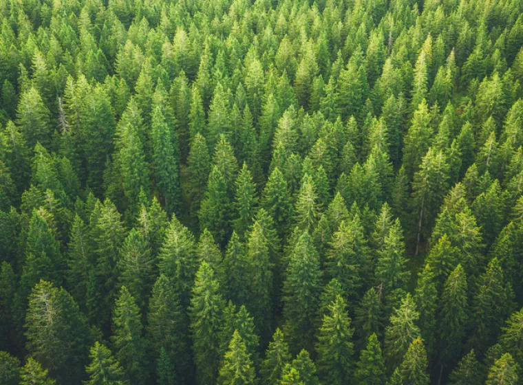 Green trees in a forest. Exponent environmental consulting for international arbitration provides objective, evidence-based insights.